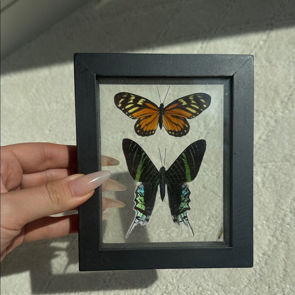 Framed Butterfly Art